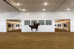 Horse in Indoor Arena