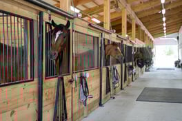 John Hinds_Equine_web