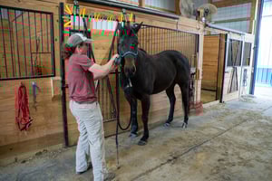 Michael Breining_Equine_800x500-5
