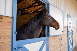 Michael Breining_Equine_800x500-7