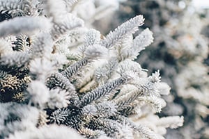 Snowy Trees