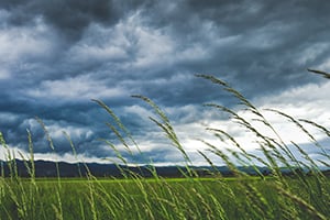 Windy Day