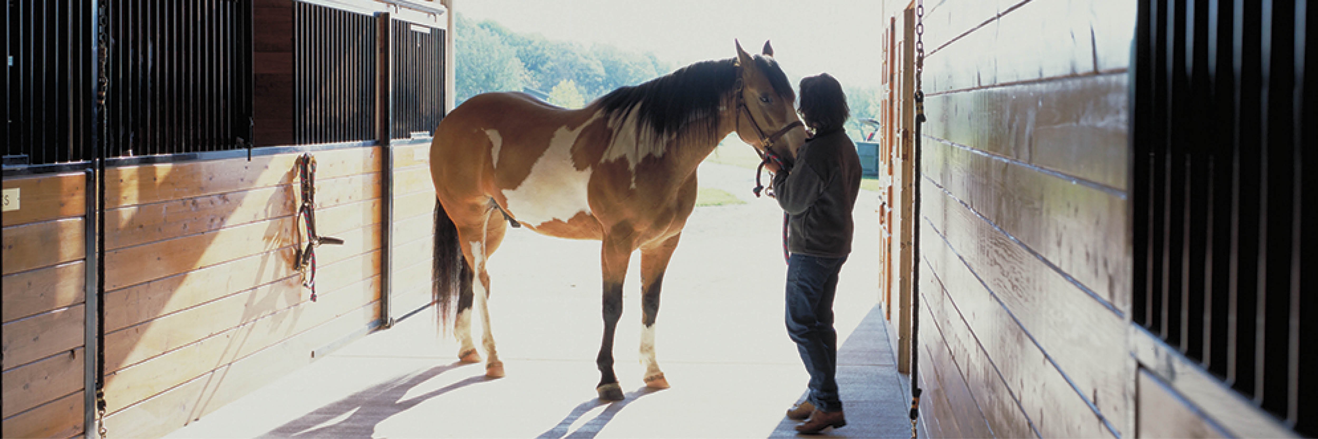 What Are The Most Popular Horse Barn Sizes?