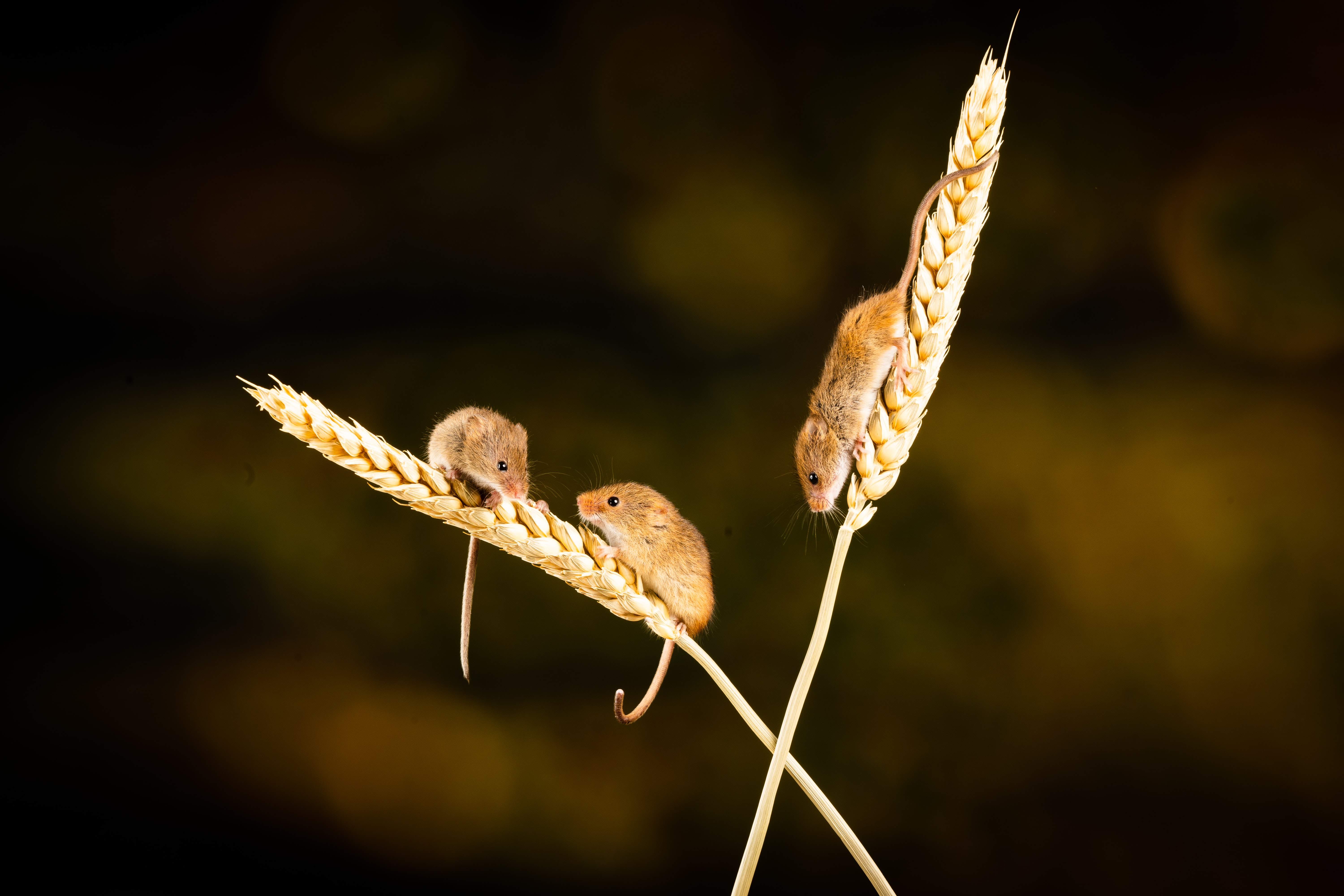 How To Keep Mice Out of Your Pole Barn